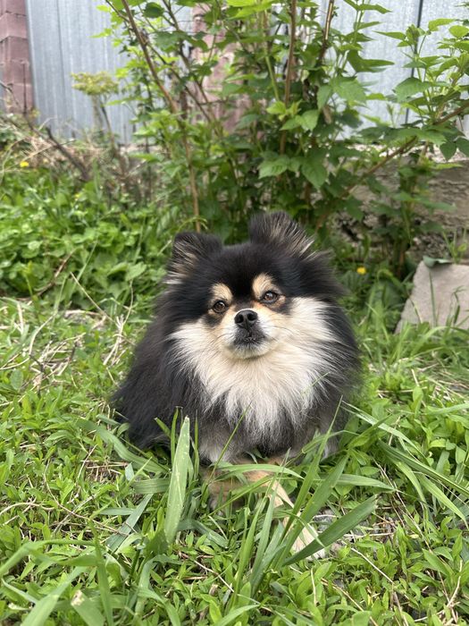 Вязка шпиц кобель