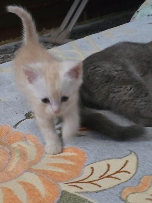 Котята мать шотландская вислоухая