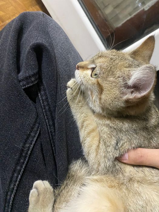 Кошечка ищет дом