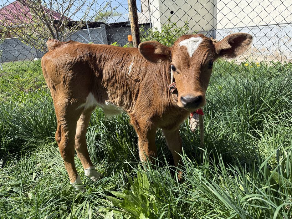 Симментальская порода корова