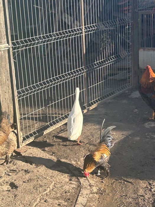 Rațe indiene alergatoare