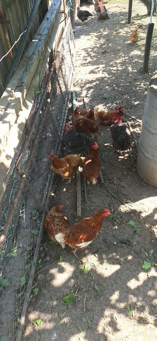 Oua bio de tara,găini crescute la sol