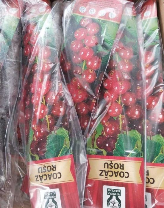 butasi de fructe de padure ambalati si etichetati