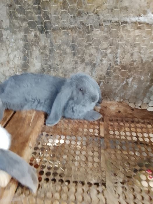 Продаются крольчата