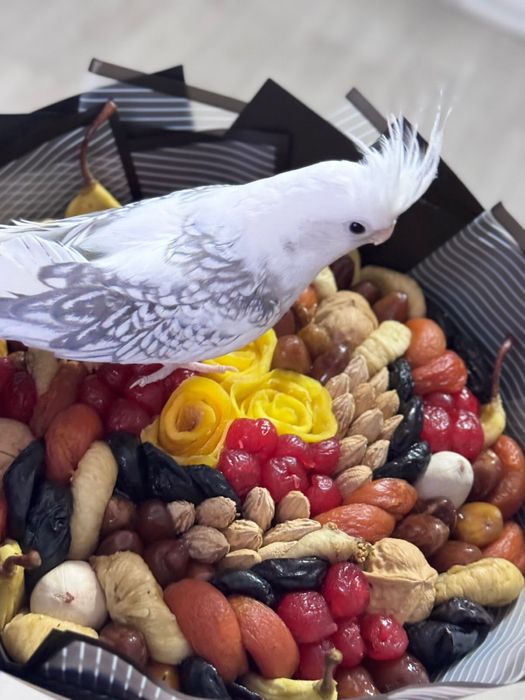 Попугай корелла ручной