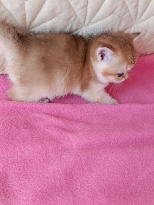 British shorthair NY 11 golden