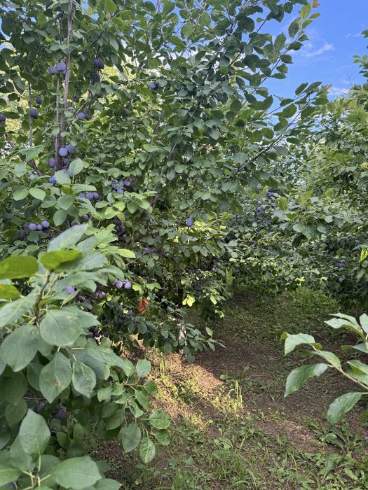 Vand prune centenar