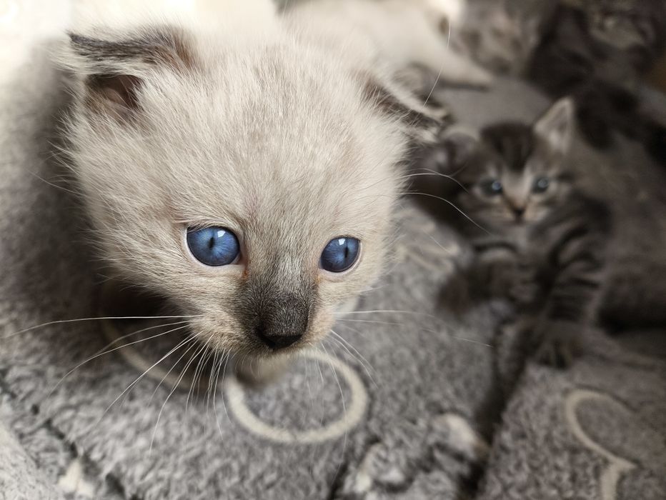 Котята вислоушки и британки