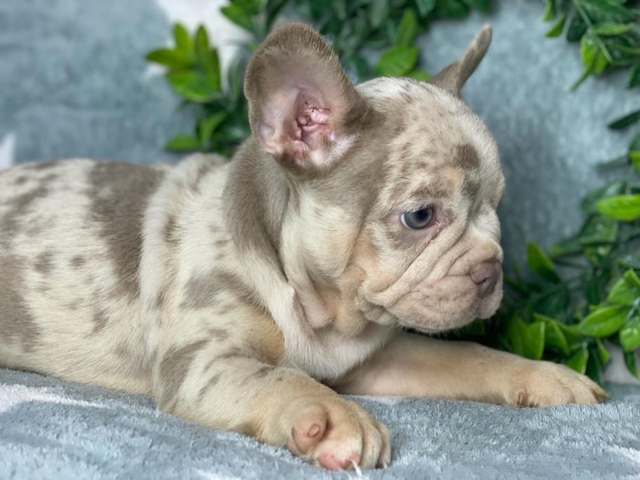 Bulldog francez isabela