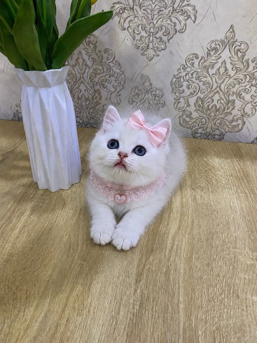 Серебристая шиншила