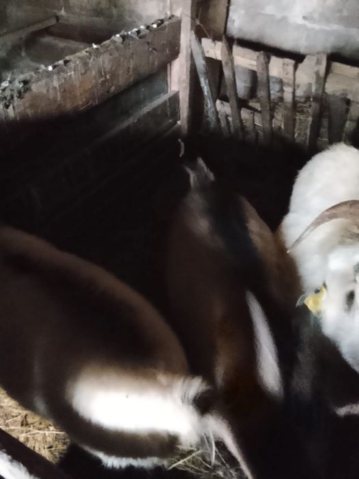 Продам козлов и козлят