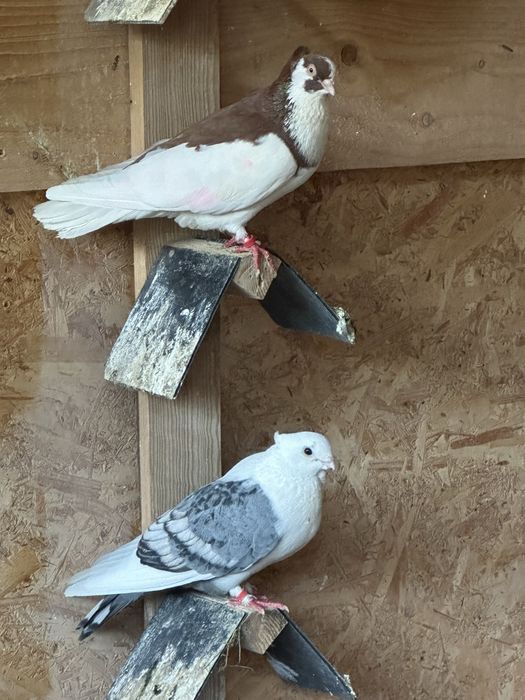 Porumbei de vanzare diferite rase