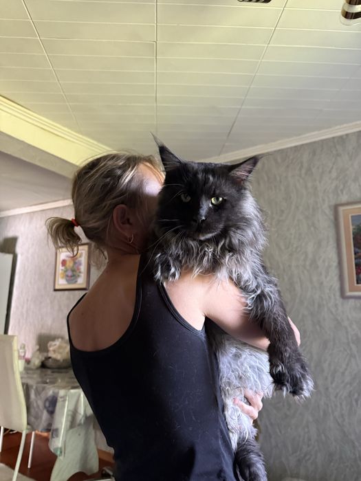 Кот породы Мейн кун. ВЯЗКА.