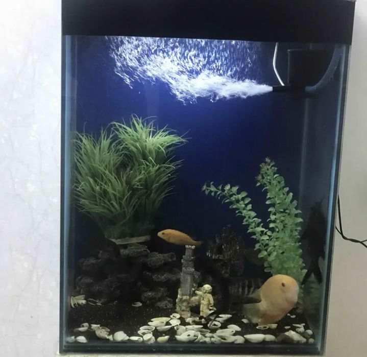 Аквариум с рыбками.