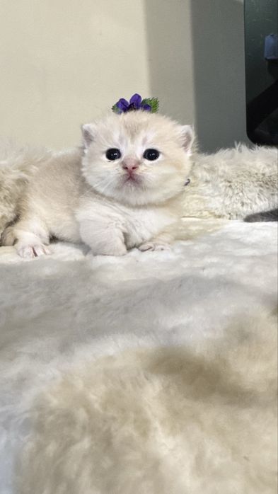 Munchkin манчкин