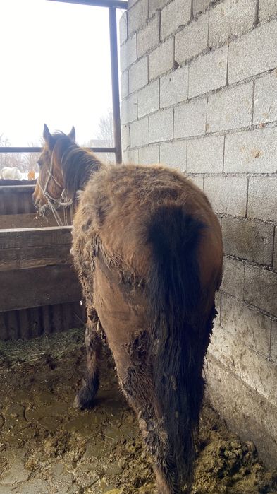 Байланған семіз құнан сатылады