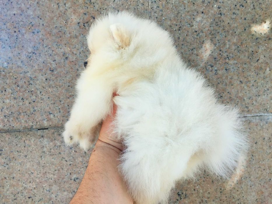 Померан мини Померанчета