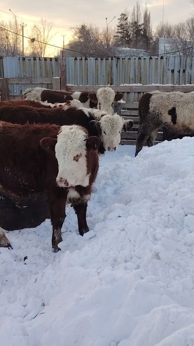 Продам бычков подсосов