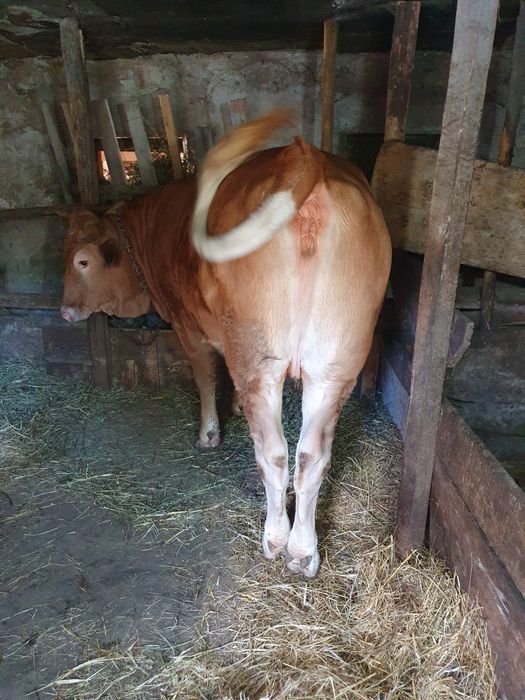 Vând juninca de 16 luni,montatade 3 luni cu Angus