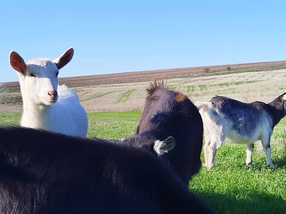 Кози за продан..