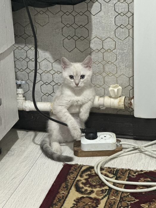 Бала мысык девочка