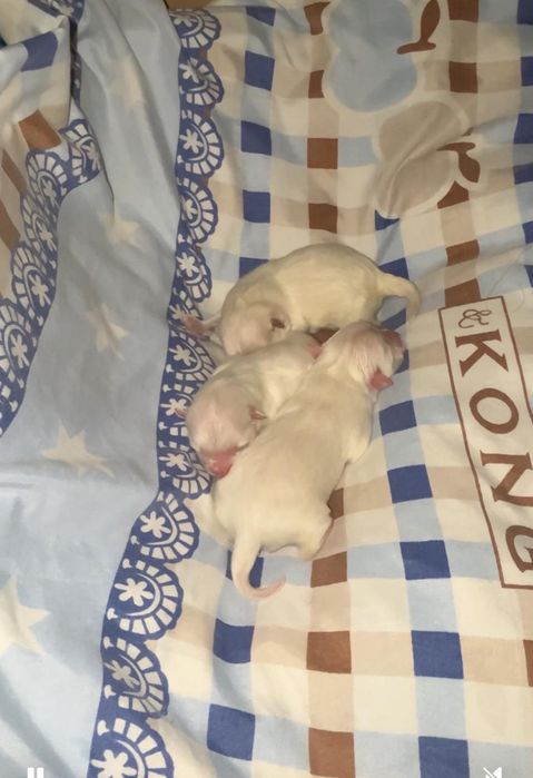 Шенки померанского шпица