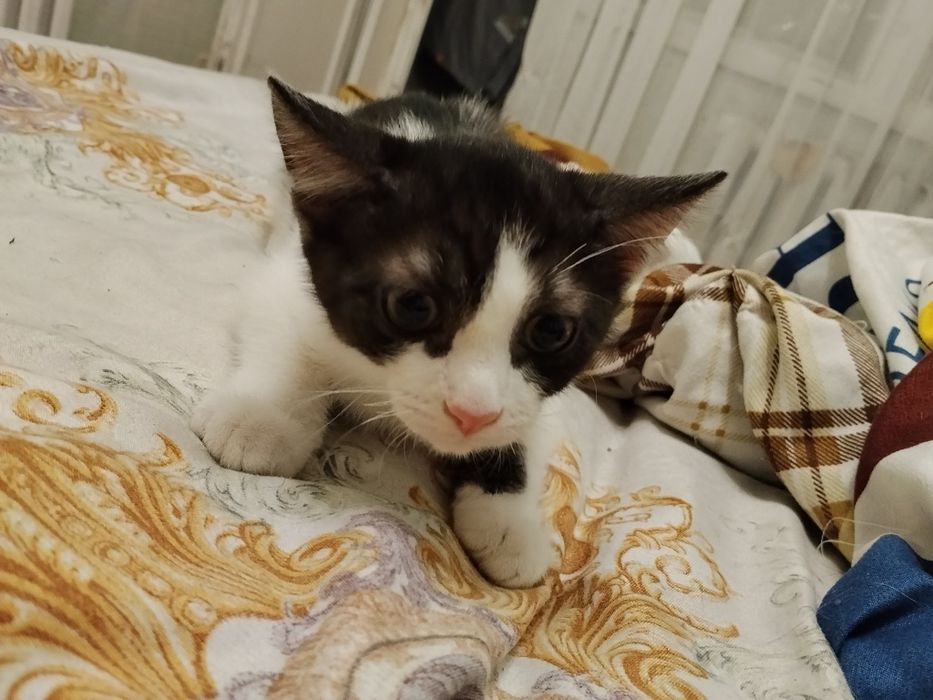 Срочно, отдам котёнка , 2 месяца
