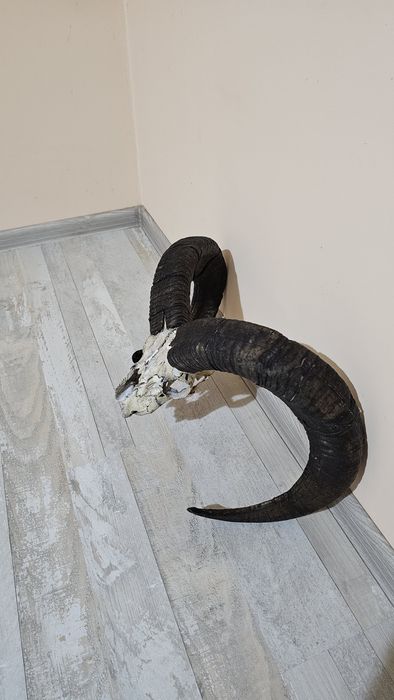 Ловен трофей муфлон – череп с масивни рога