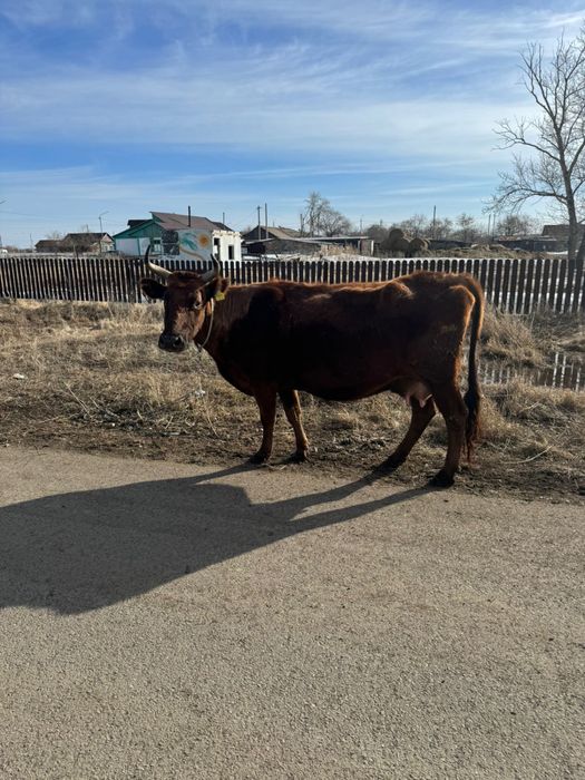 Коровы первотелка