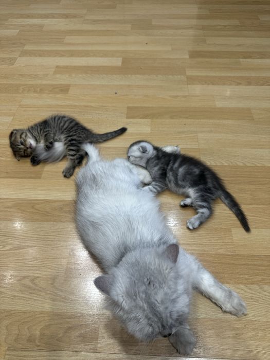 Котята Британцы продам 1,5 мес