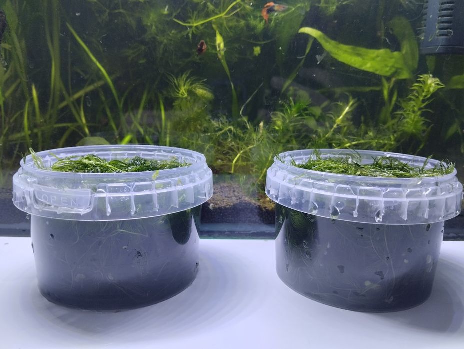 Продам или обменяю Роголистник