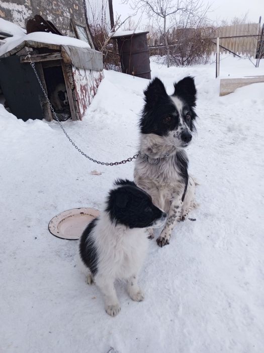 Дарю щенков маленькой породы