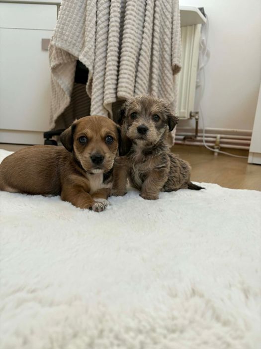 Căței Teckel își caută un cămin iubitor