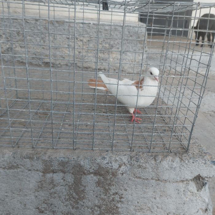 Желташейки самка лет боям