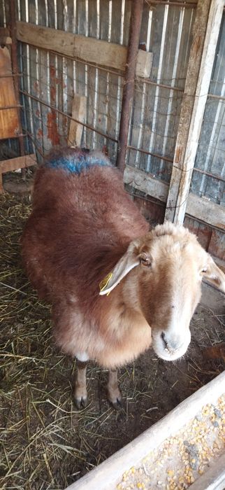 Саулық қой, тоқтылар сатылады.