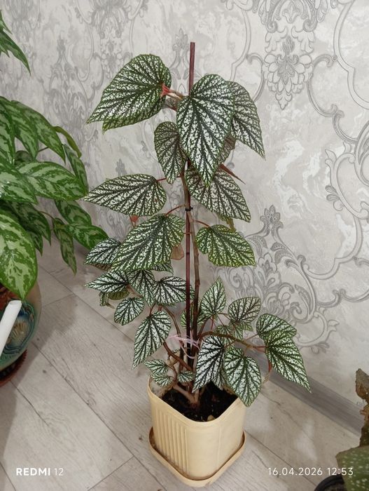 Продам комнатные цветы