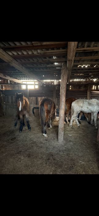 Жабағылар сатылады 10 бас