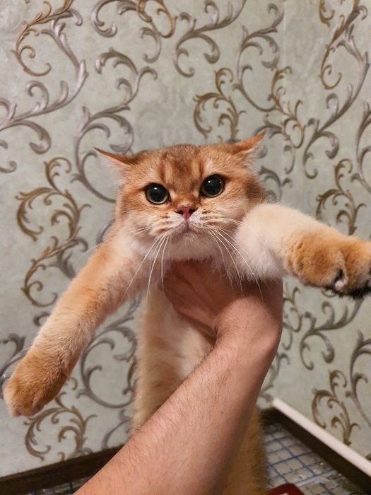 Золотой шиншила здоровый