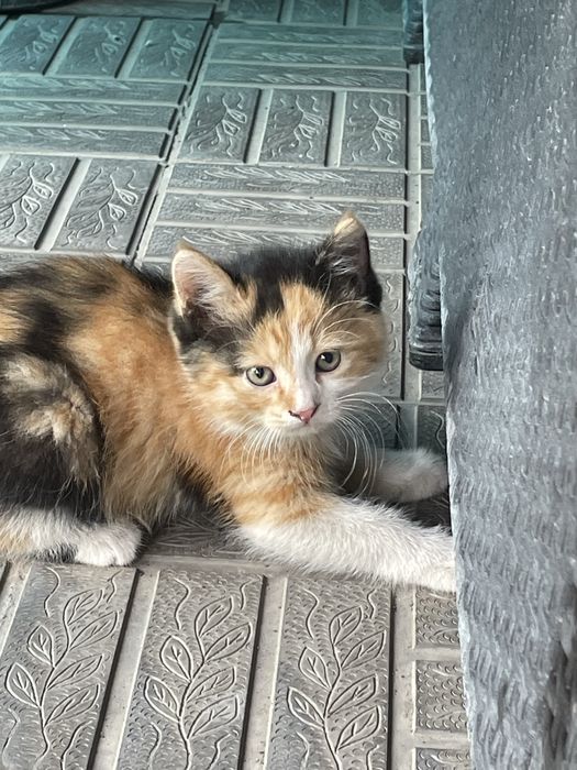 Котята в хорошие руки