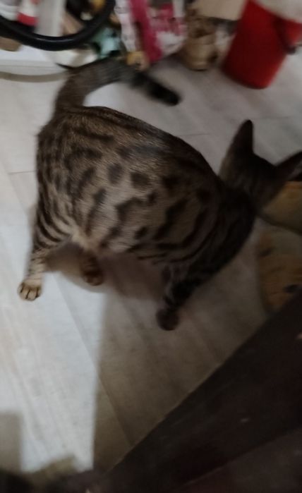 Bengal mushuk sotiladi