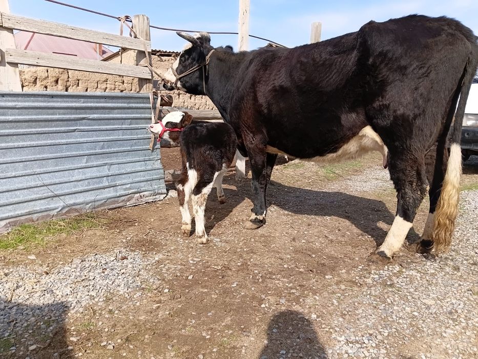 Бұзаулы сиыр сатылады