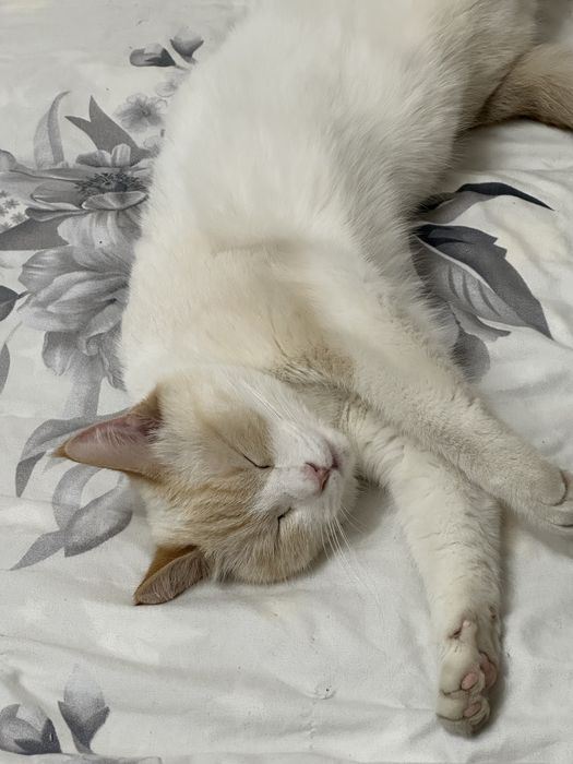 Пропал кот имя Тутусь