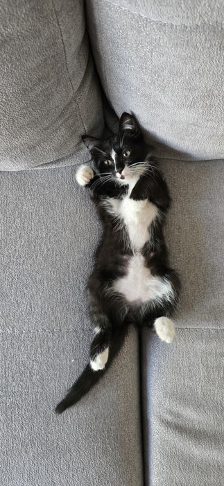 Котёнок бесплатно