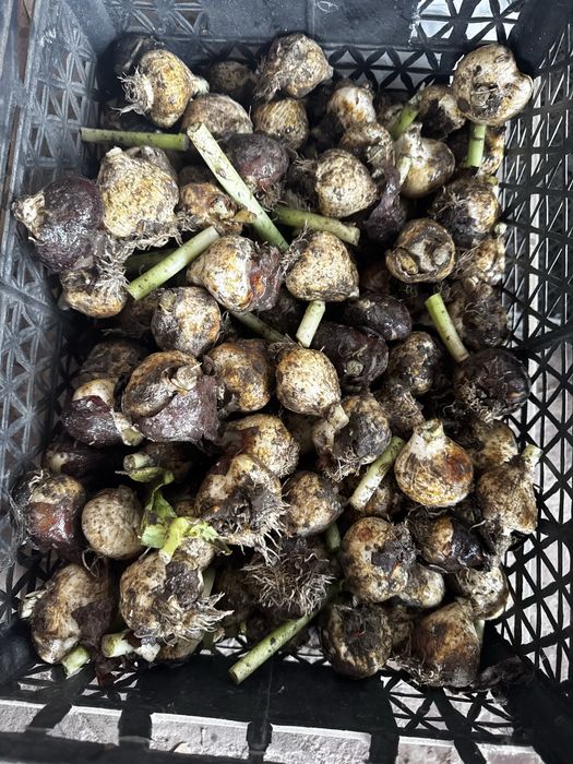 Продам луковицы тюльпанов