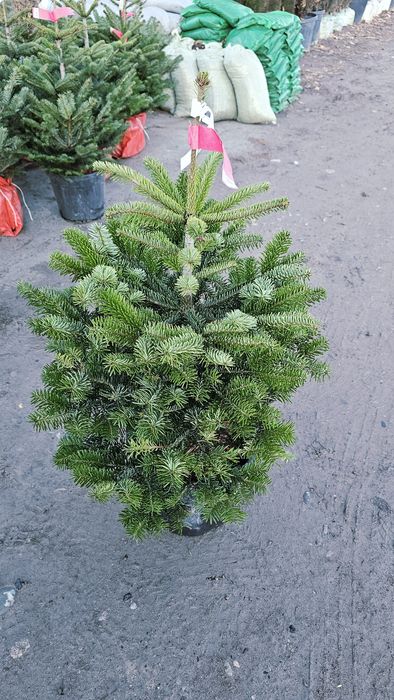 Пихта, Живы ёлка