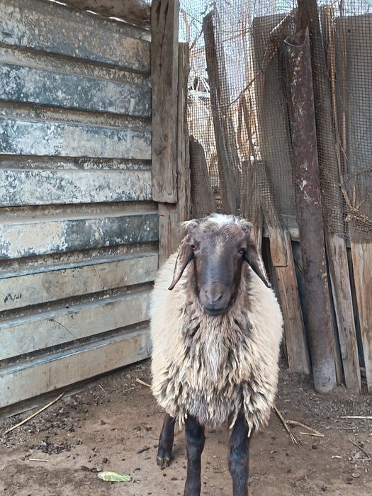 Хошкар сатлады гусарски