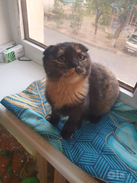 Шатланский скотиш фолд