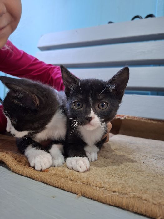 Отдам в добрые руки котят