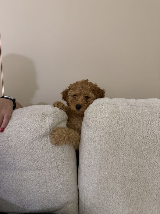 Щенок Мальтипу f1