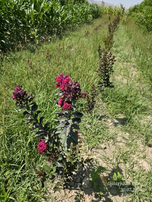 Индийский сирень 3хил сорти сотувда